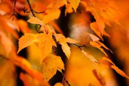 Fall Leaves I Canvas Art - Beth Wold (12 x 18)