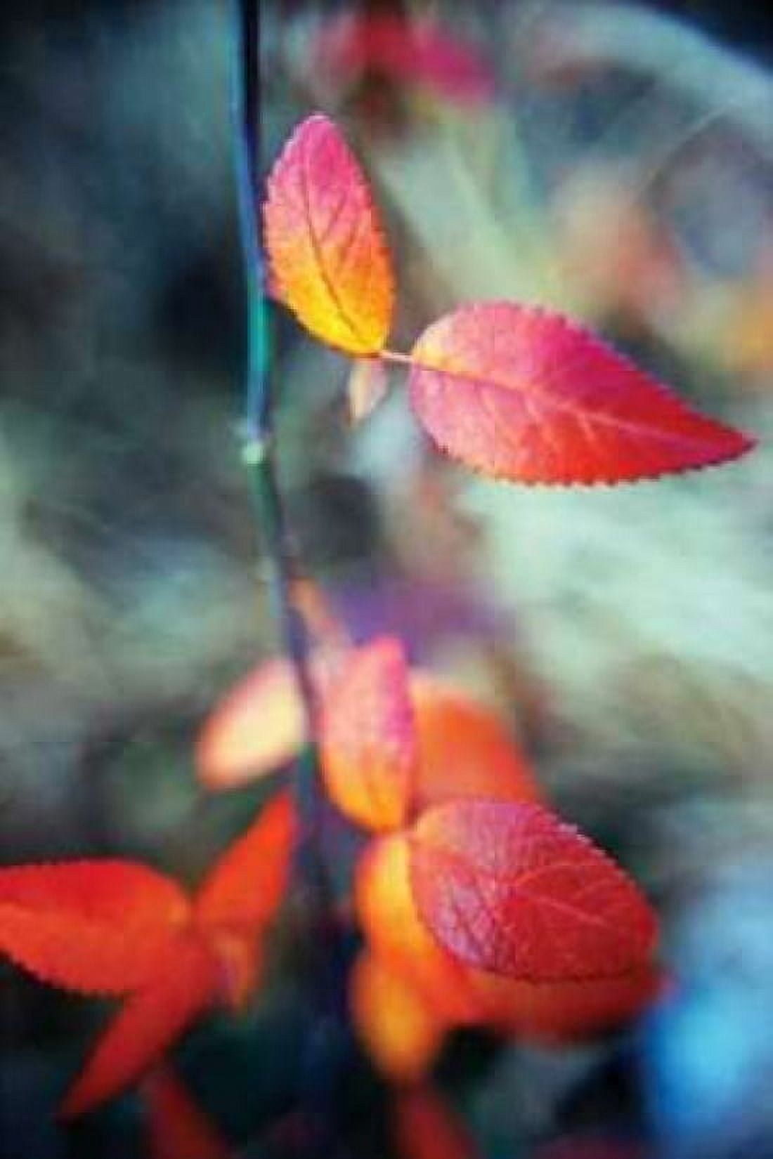 Fall Leaves I Canvas Art - Bob Stefko (12 x 18)