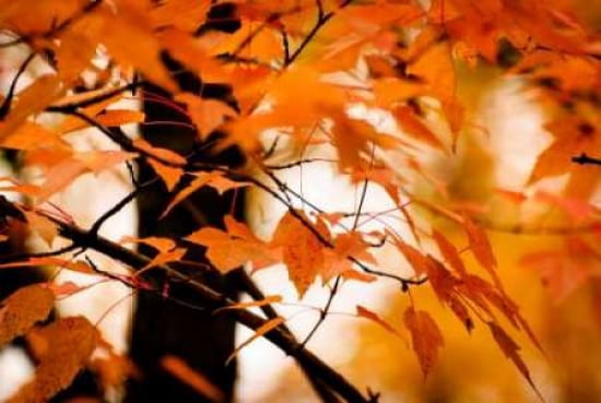 Fall Leaves II Canvas Art - Beth Wold (24 x 36)