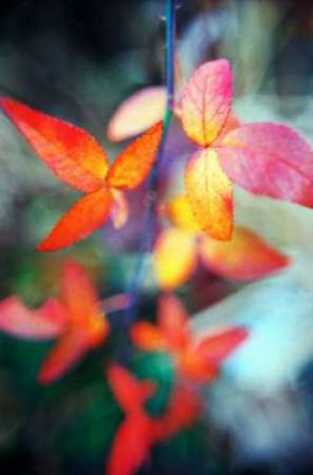 Fall Leaves II Canvas Art - Bob Stefko (12 x 18)