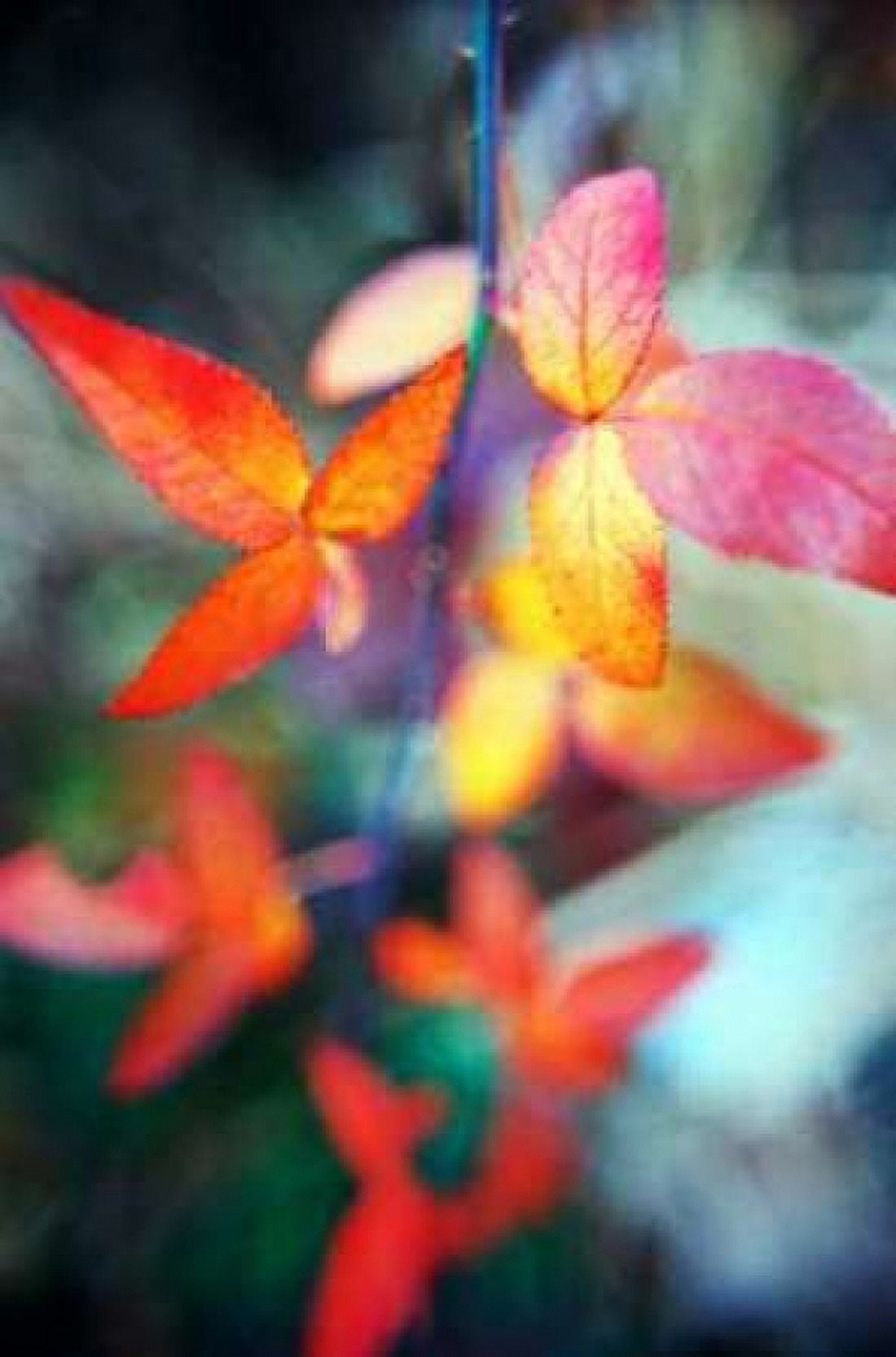 Fall Leaves II Canvas Art - Bob Stefko (24 x 36)