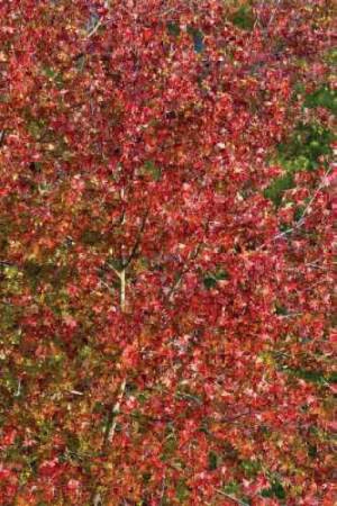 Fall Leaves II Canvas Art - Lee Peterson (24 x 36)
