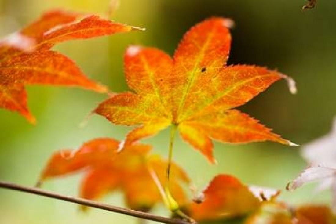 Fall Leaves III Canvas Art - Erin Berzel (24 x 36)