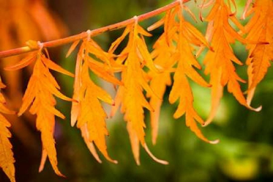 Fall Leaves IV Canvas Art - Erin Berzel (24 x 36)