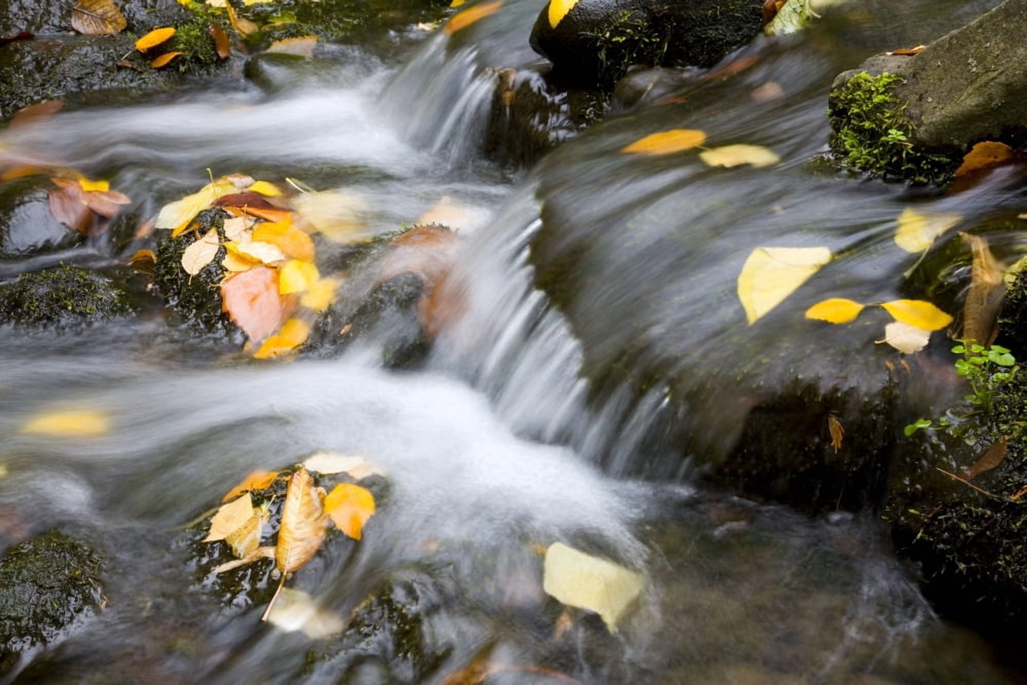 Fall Leaves In Rushing Water Canvas Art - Craig Tuttle Design Pics (38 x 24)