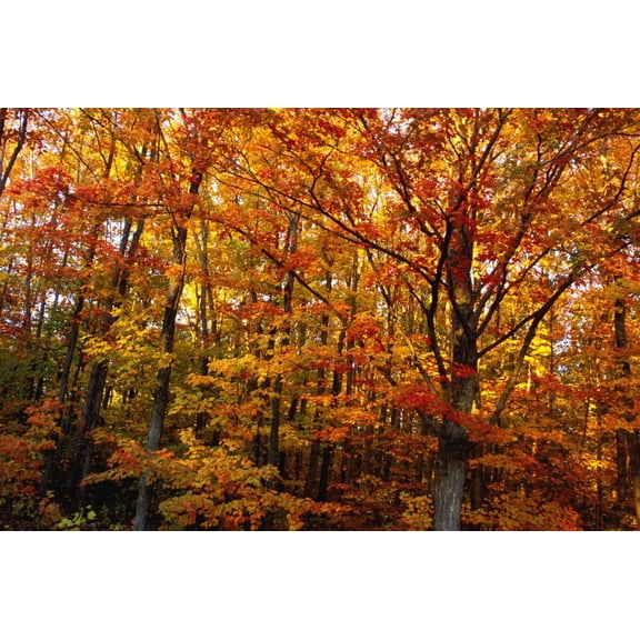 Fall Leaves On Trees Canvas Art - David Chapman  Design Pics (17 x 11)