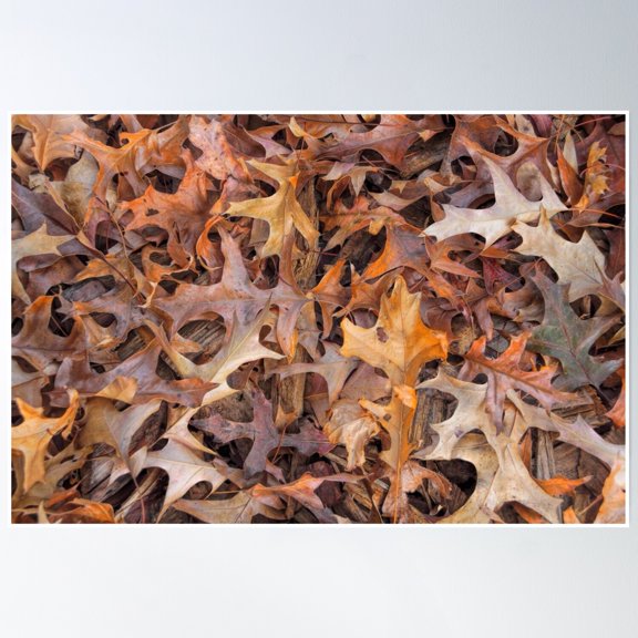 Fall Leaves Poster Wall Art, Modern Wall Decor, 8x12 UNFRAMED