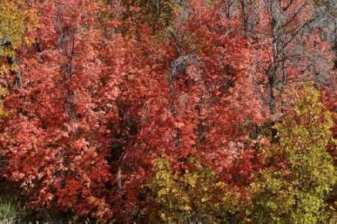 Fall Leaves VI Canvas Art - Lee Peterson (12 x 18)