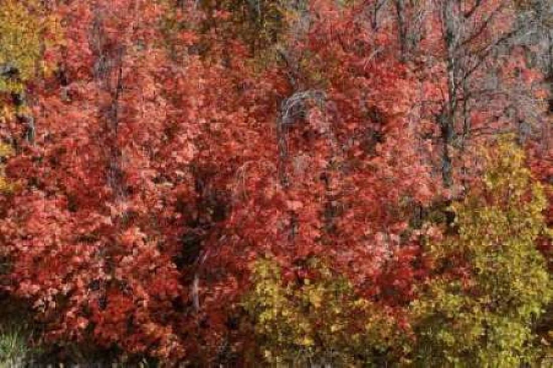 Fall Leaves VI Canvas Art - Lee Peterson (24 x 36)