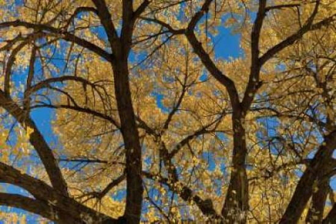 Fall Leaves VII Canvas Art - Lee Peterson (12 x 18)