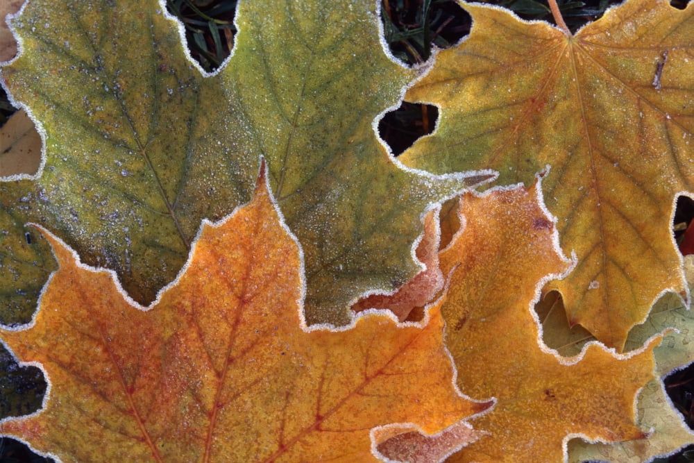 Fall Leaves With Frost Close Up Canvas Art - Danny Daniels Design Pics (38 x 24)