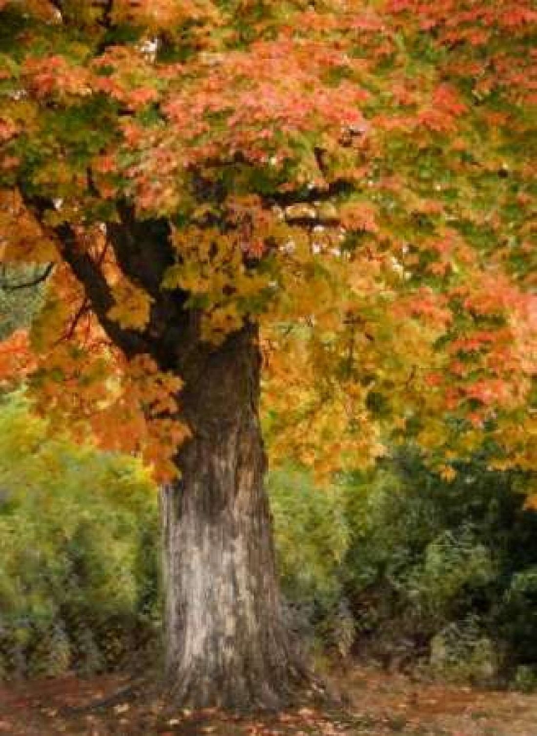 Fall Maple Fever I Canvas Art - Vitaly Geyman (18 x 24)