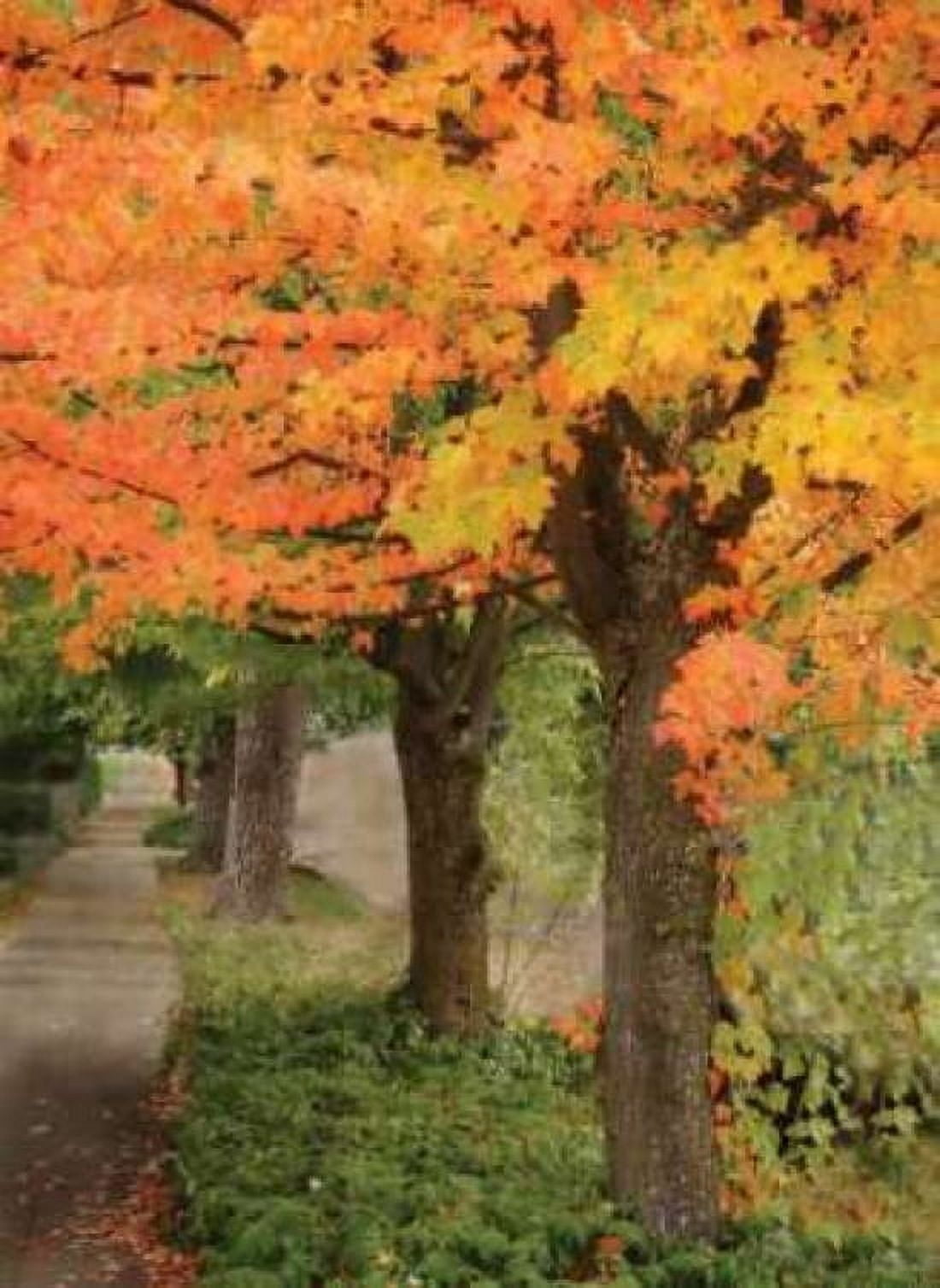 Fall Maple Fever II Canvas Art - Vitaly Geyman (18 x 24)