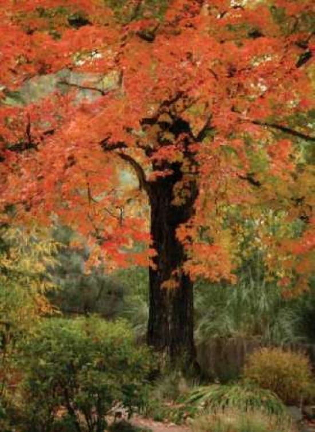 Fall Maple Fever III Canvas Art - Vitaly Geyman (18 x 24)