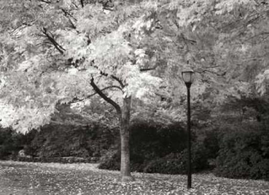 Fall Maple Fever IX BandW Canvas Art - Vitaly Geyman (18 x 24)