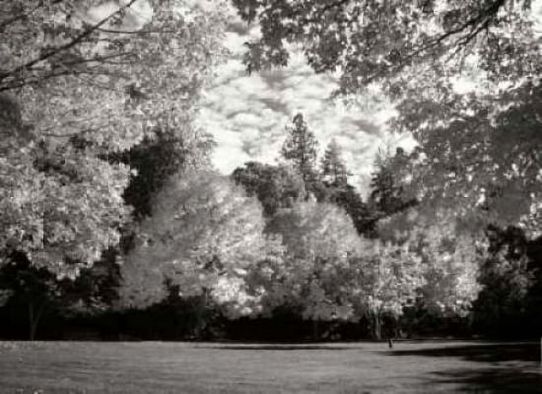 Fall Maple Fever V BandW Canvas Art - Vitaly Geyman (18 x 24)