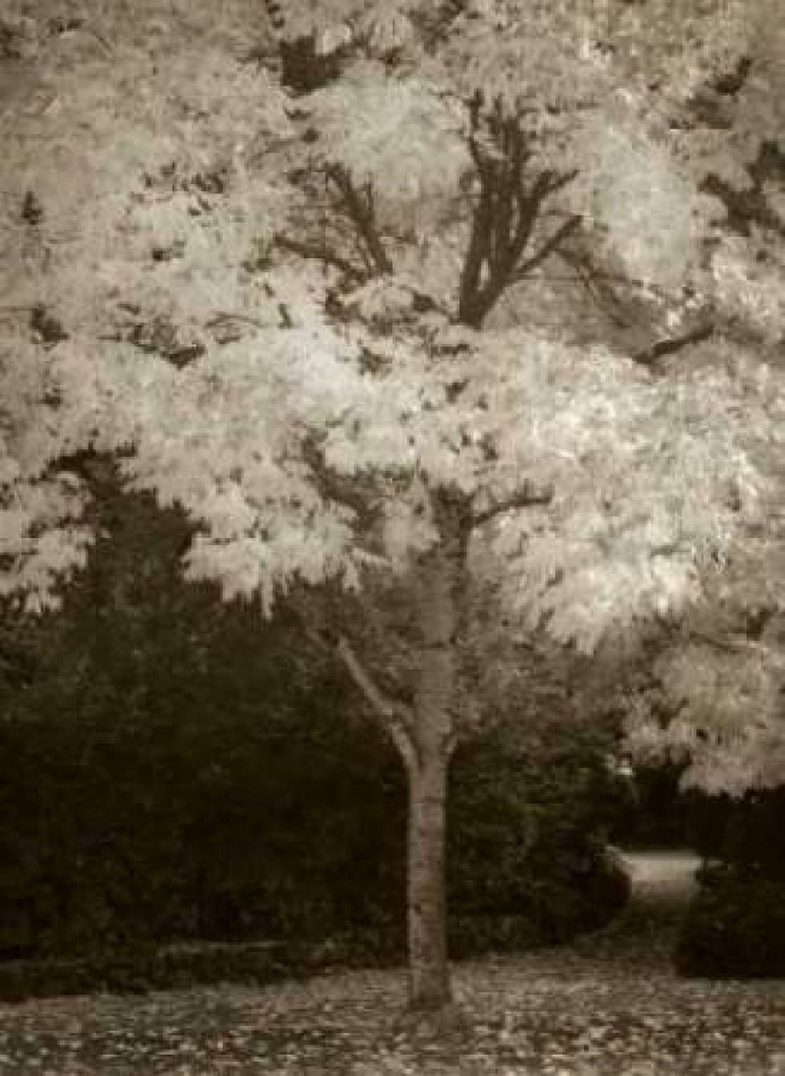 Fall Maple Fever VI Canvas Art - Vitaly Geyman (18 x 24)