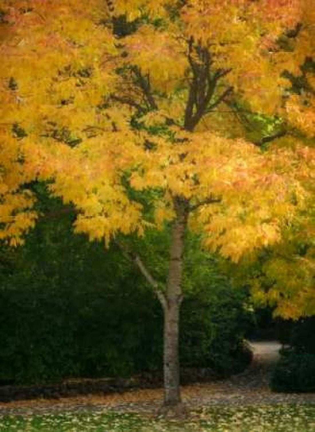 Fall Maple Fever VI Canvas Art - Vitaly Geyman (18 x 24)