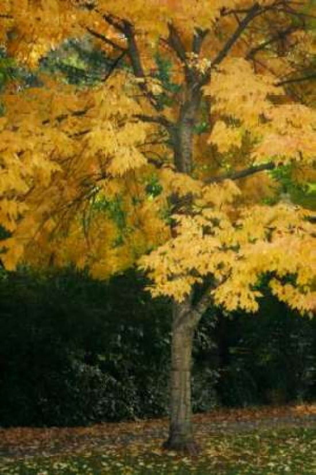 Fall Maple Fever VII Canvas Art - Vitaly Geyman (24 x 36)