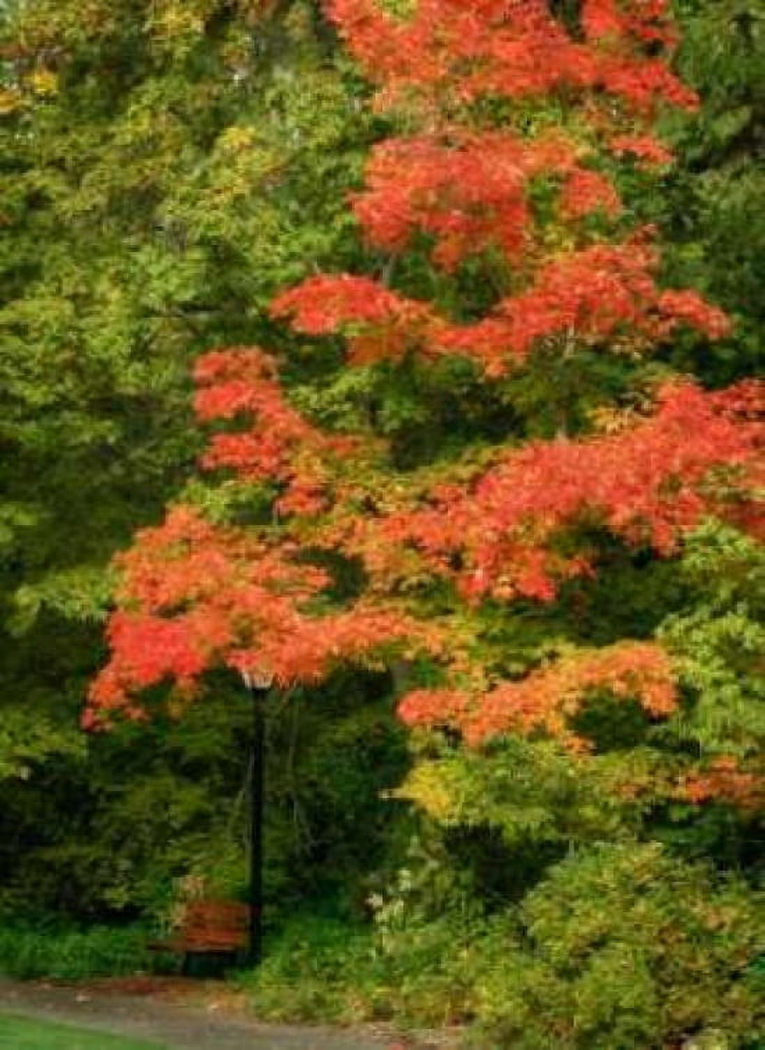 Fall Maple Fever VIII Canvas Art - Vitaly Geyman (18 x 24)