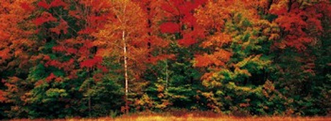 Fall Maple Trees Canvas Art - Panoramic Images (38 x 14)