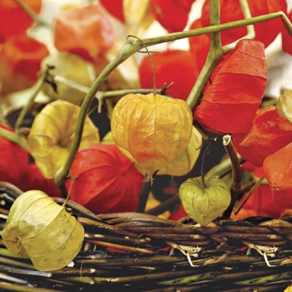 Fall Napkins PHYSALIS OF AUTUMN 40pcs Autumn Lunch Napkins, Forest Paper Napkins, Fall Decoupage, Harvest Napkins