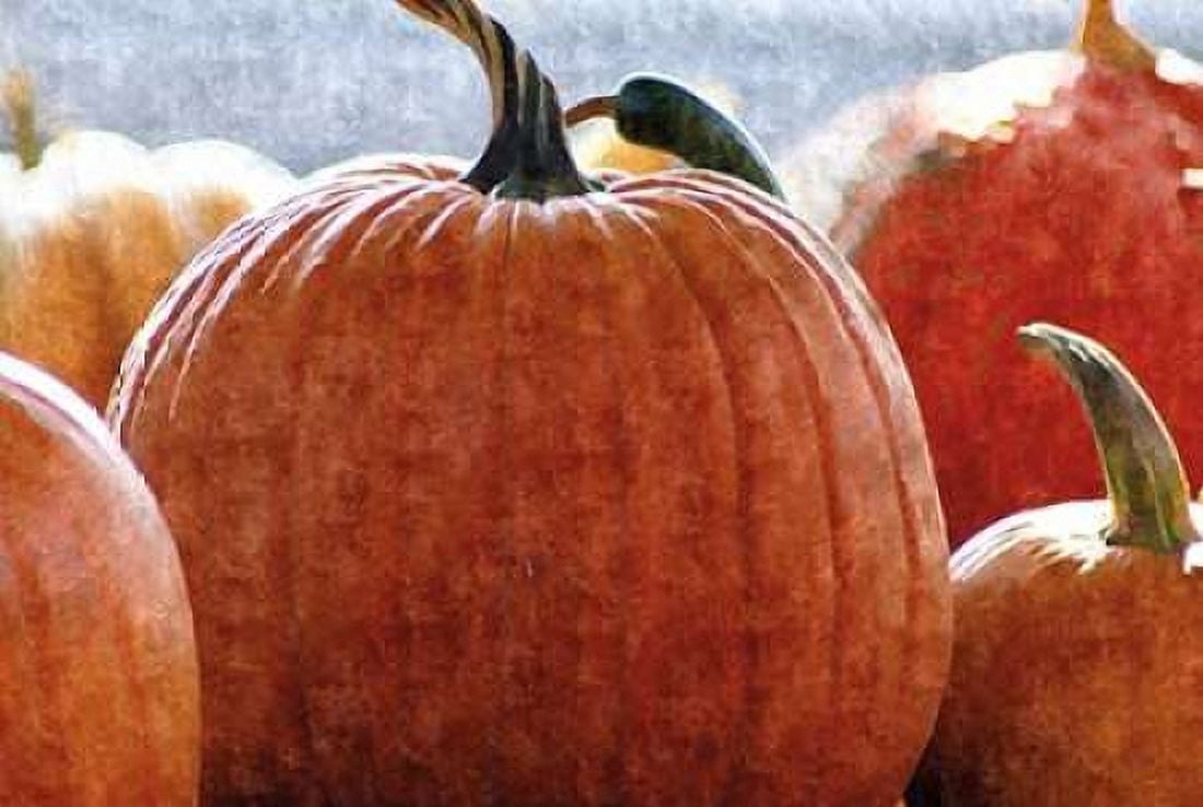 Fall Pumpkin Canvas Art - Denise Romita (12 x 18)