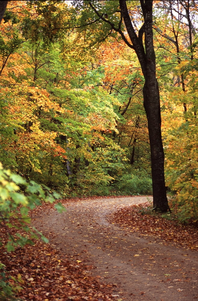 Fall Road Canvas Art - Doug Ohman (18 x 28)