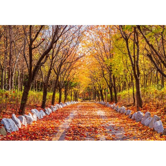 Fall Scene Backdrop , Autumn Forest Maple Tree Background Farmhouse Maple Leaf Orange Thanksgiving Day Party Kids Adults Photo Props Studio Supplies Banner 15 x 10 ft
