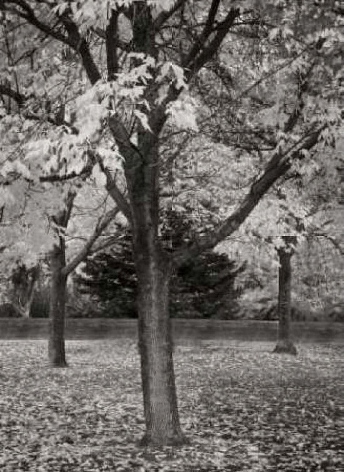 Fall Tree Grove II BandW Canvas Art - Vitaly Geyman (18 x 24)
