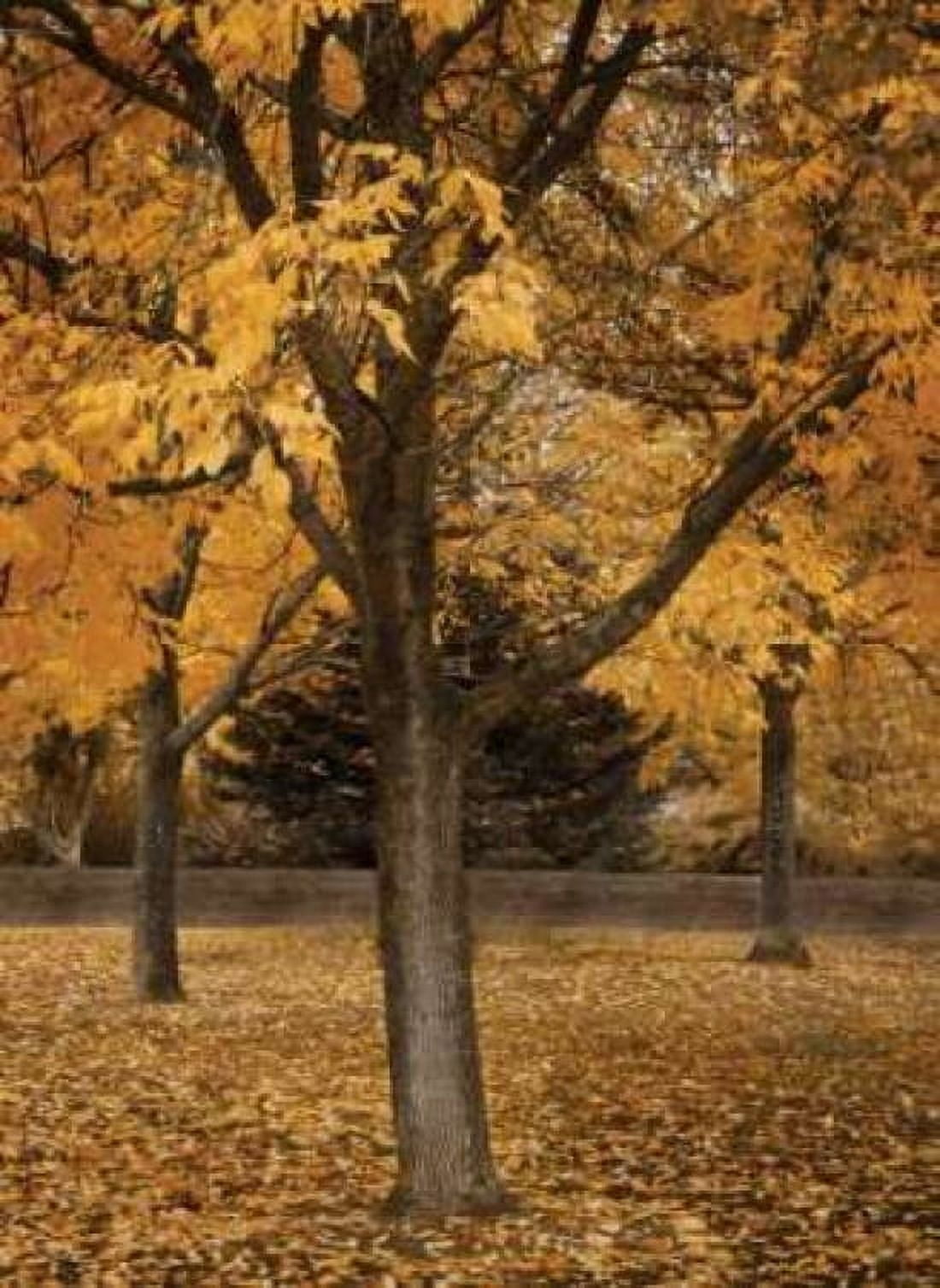 Fall Tree Grove II Canvas Art - Vitaly Geyman (18 x 24)