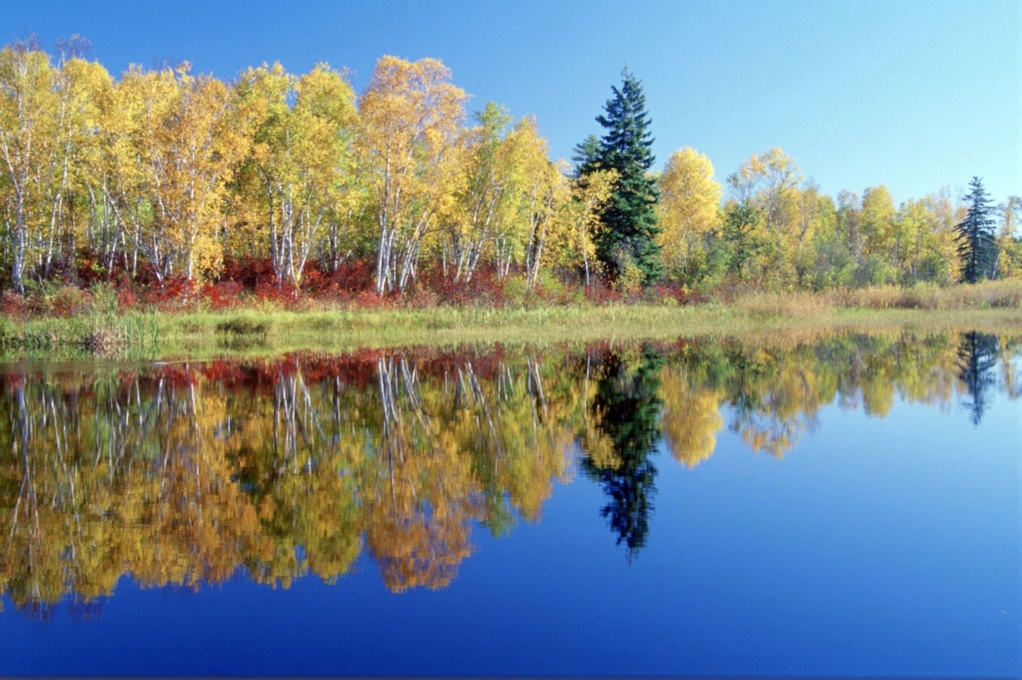 Fall Trees And Whiteshell River Whiteshell Provincial Park Monitoba Canvas Art - Dave Reede Design Pics (17 x 11)