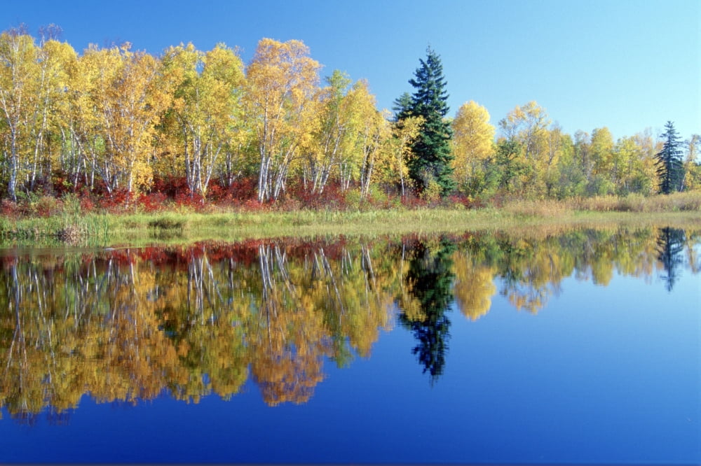Fall Trees And Whiteshell River Whiteshell Provincial Park Monitoba Canvas Art - Dave Reede Design Pics (34 x 22)