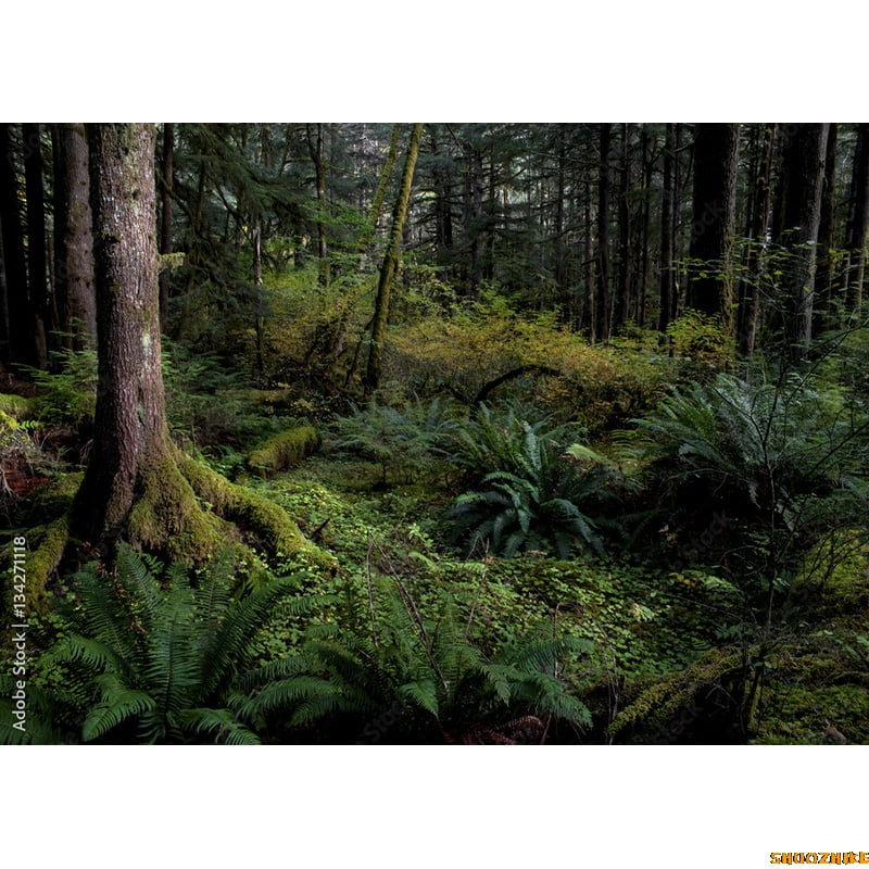 Fall Trees In Gre Virgin Coniferous Forest Photography Backdrops Props ...