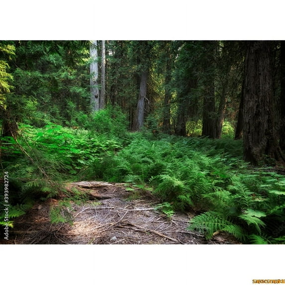 Fall Trees In Gre Virgin Coniferous Forest Photography Backdrops Props Moss Tropical Nature Landscape Theme Background ZL-06