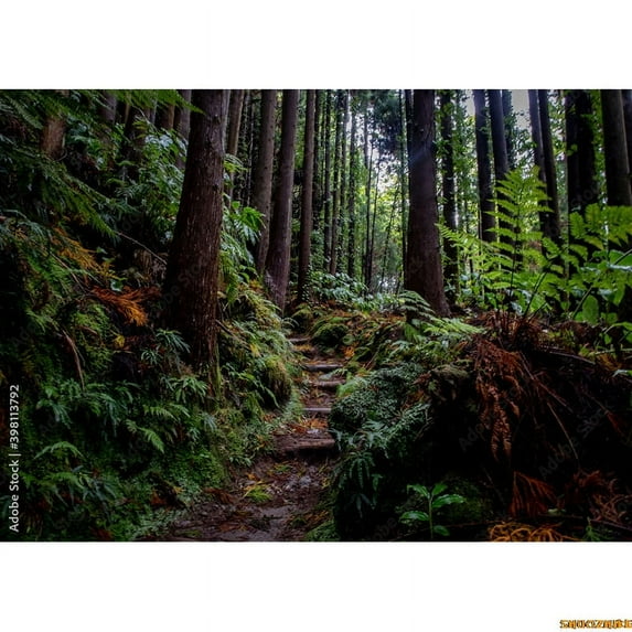 Fall Trees In Gre Virgin Coniferous Forest Photography Backdrops Props Moss Tropical Nature Landscape Theme Background ZL-06
