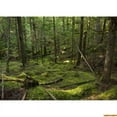 thumbnail image 1 of Fall Trees In Gre Virgin Coniferous Forest Photography Backdrops Props Moss Tropical Nature Landscape Theme Background ZL-06, 1 of 5