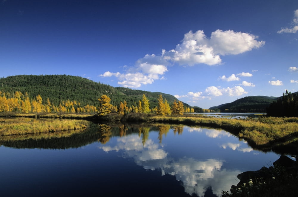 Fall Trees Reserve Faunique Des Laurentides Gaspe Peninsula Quebec Canvas Art - Ron Watts Design Pics (17 x 11)