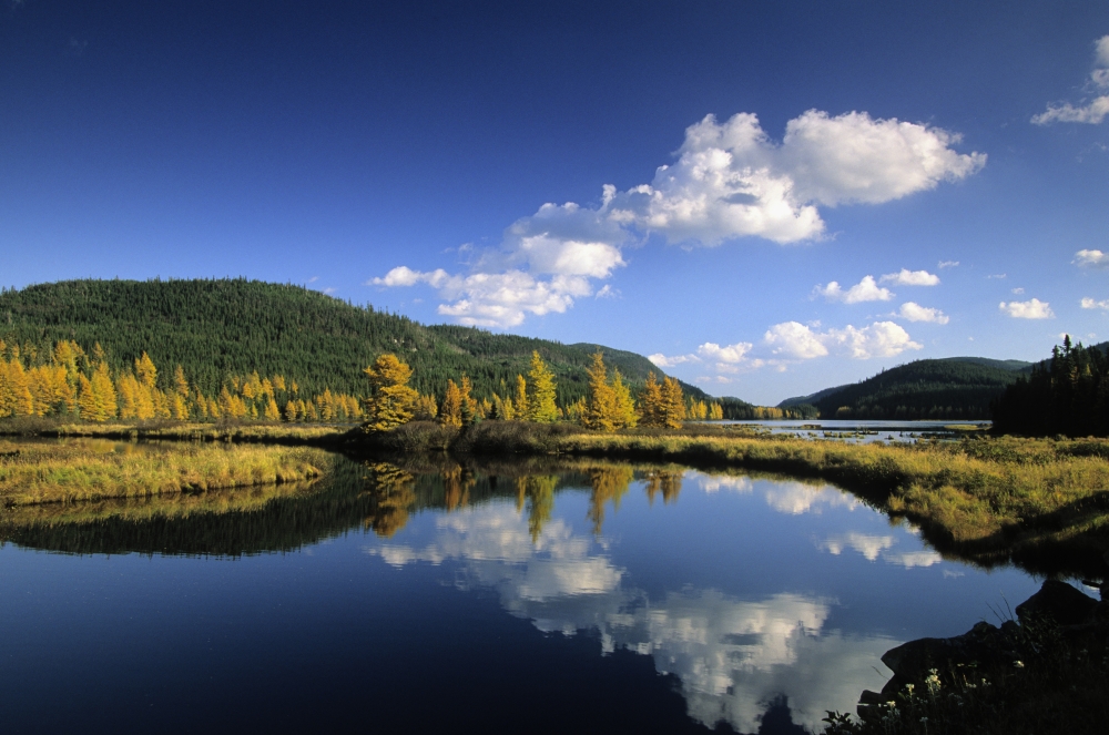 Fall Trees Reserve Faunique Des Laurentides Gaspe Peninsula Quebec Canvas Art - Ron Watts Design Pics (34 x 22)