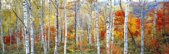 Fall Trees Shinhodaka Gifu Japan Canvas Art - Panoramic Images (36 x 12)