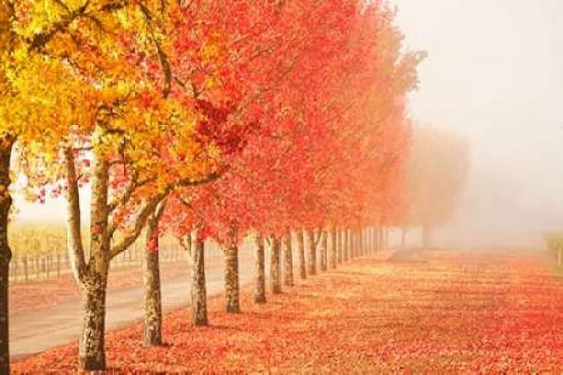 Fall Trees in the Mist Canvas Art - Abhi Ganju (12 x 18)