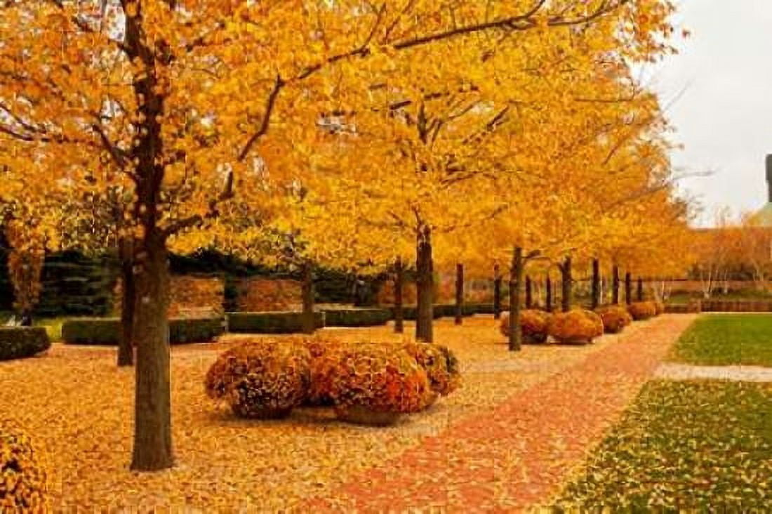Fall Walkway Canvas Art - Abhi Ganju (12 x 18)