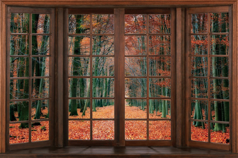 Fall Window Scenery Nature Forest Backdrop Golden Defoliation Harvest ...