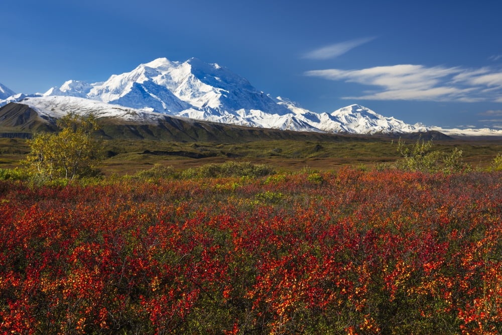 Fall colors and morning light on Denali in Denali National Park & Preserve Alaska Canvas Art - Carl Johnson Design Pics (19 x 12)