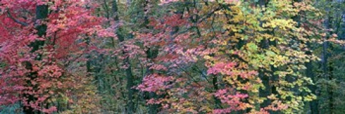 Fall colors at Fourth of July Canyon New Mexico USA Canvas Art - Panoramic Images (18 x 6)