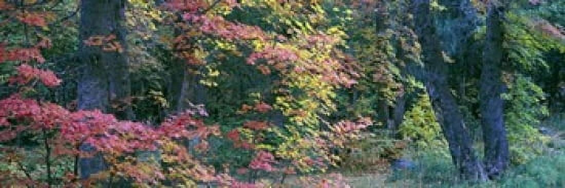 Fall colors at Fourth of July Canyon New Mexico USA Canvas Art - Panoramic Images (18 x 6)