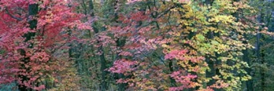 Fall colors at Fourth of July Canyon New Mexico USA Canvas Art - Panoramic Images (36 x 12)