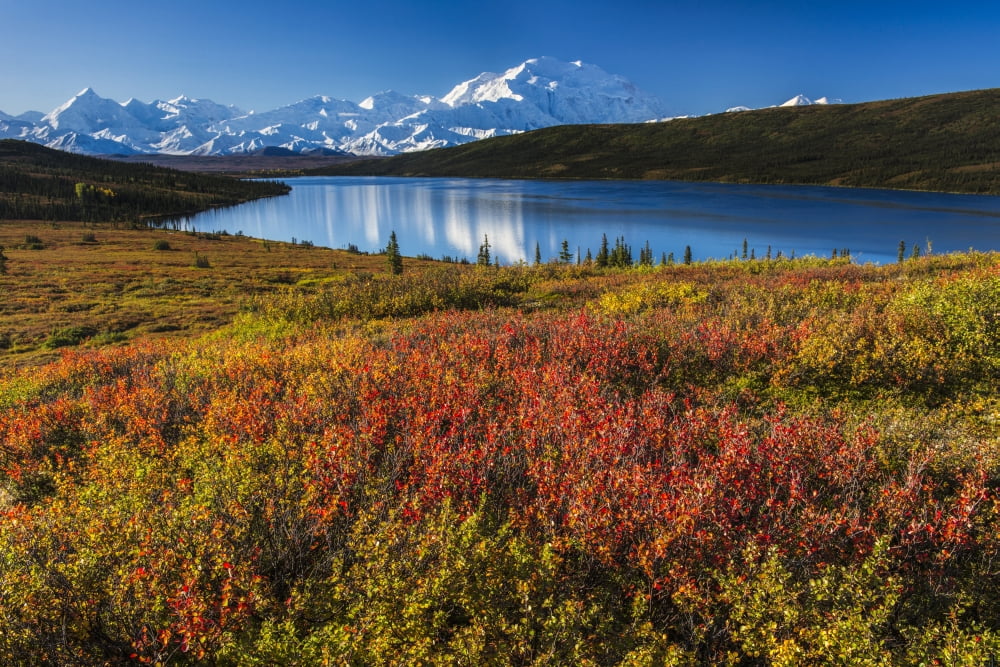 Fall colors at Wonder Lake in morning light Denali National Park & Preserve Canvas Art - Carl Johnson Design Pics (19 x 12)