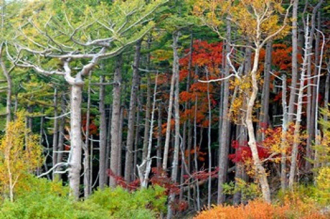 Fall colors of the Fuji-Hakone-Izu National Park Japan Canvas Art - Kymri Wilt DanitaDelimont (26 x 17)