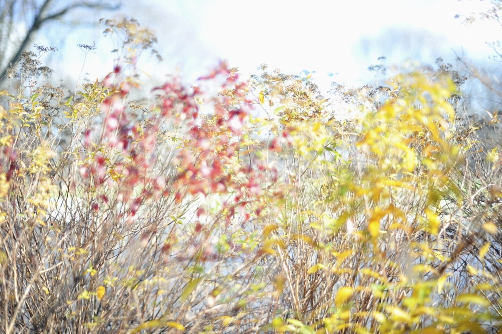 Fall colours in midtown Toronto Toronto Ontario Canada Canvas Art - James MacDonald Design Pics (19 x 12)